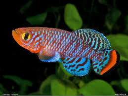 nathobrachius